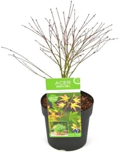 Japanse esdoorn little princ p19 h40