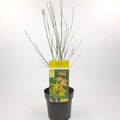 Japanse esdoorn orange dream p19 h50