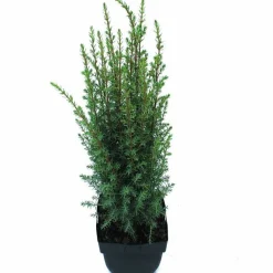 Juniperus communis Arnold ( Jeneverbes )