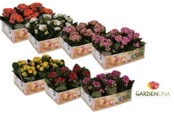 Kalanchoë Gardenlina 6-pack