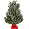 Kerstboom Abies Fraseri