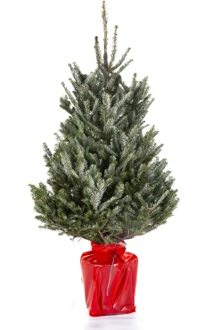 Kerstboom Abies Fraseri in pot