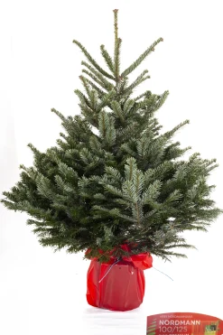 Kerstboom Abies Nordman in pot 100-125 cm