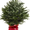 Kerstboom Abies Nordmann in pot 80-100 cm