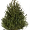 Kerstboom Picea abies in pot (Fijnspar)