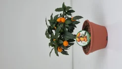 Kumquat ciotola