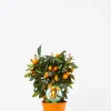 Kumquat spalliera