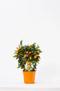 Kumquat spalliera