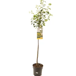 Kweepeer cydonia oblonga appelvorm halfstam