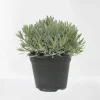 Lavendel struik in pot