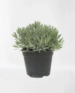Lavendel struik in pot