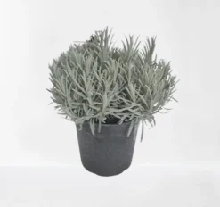 Lavendel struik in pot