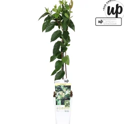 Lonicera similis var delavayi