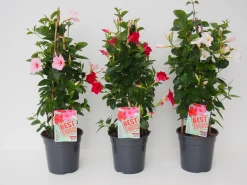 Mandevilla pyramide p17 lang bloeiend