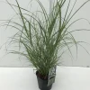 Miscanthus flamingo ( Pluimgras roze )