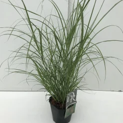 Miscanthus flamingo ( Pluimgras roze )