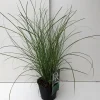Miscanthus sinensis Gracillimus ( Scherpgroen )