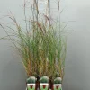 Miscanthus sinensis silbersp
