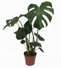 Monstera deliciosa