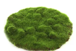 Mosschijf marchantiophyta m