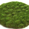 Mosschijf marchantiophyta l