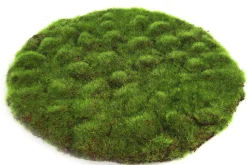 Mosschijf marchantiophyta l