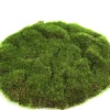 Mosschijf marchantiophyta s