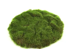 Mosschijf marchantiophyta s
