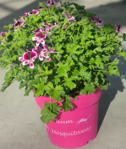 Muggenwerende plant muggenweg p14