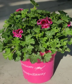 Muggenwerende plant muggenweg p14