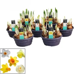 Narcissus mix in schaal