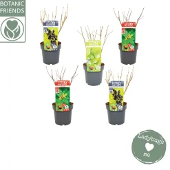 Nature 2 Nature Bug mix