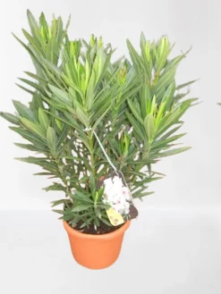 Oleander struik