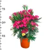 Oleander struik p22 h70