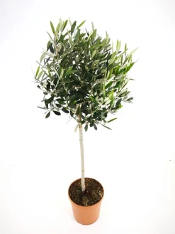 Olijfboom op stam p 23cm h 110cm