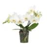 Orchidee Phalaenopsis shorty white spike