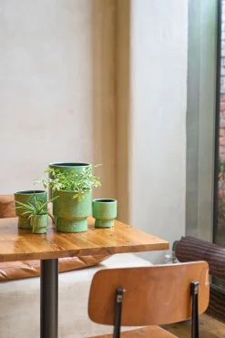 ORCHIDEEPOT D15 MOON GRASGRO