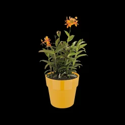 ORIGINAL ROND 18CM OKER