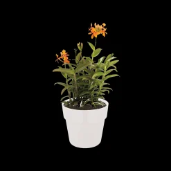 ORIGINAL ROND 16CM WIT