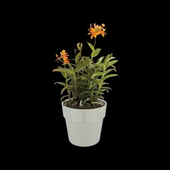 ORIGINAL ROND MINI 9CM WARM GRIJS