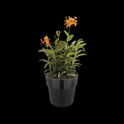 ORIGINAL ROND WIELEN 35CM LIVING BLACK