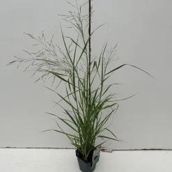 Panicum virgatum Prairie Sky ( Parelgierst of Vingergras )