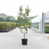 Peer oude boom pyrus communis 2-arm