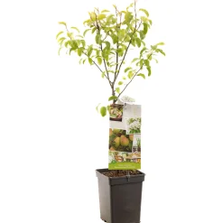 Peer patioboompje pyrus communis bonne louise d'avranches