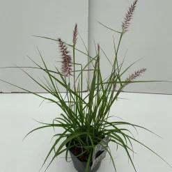 Pennisetum orientale Karley Rose ( Lampepoetser )