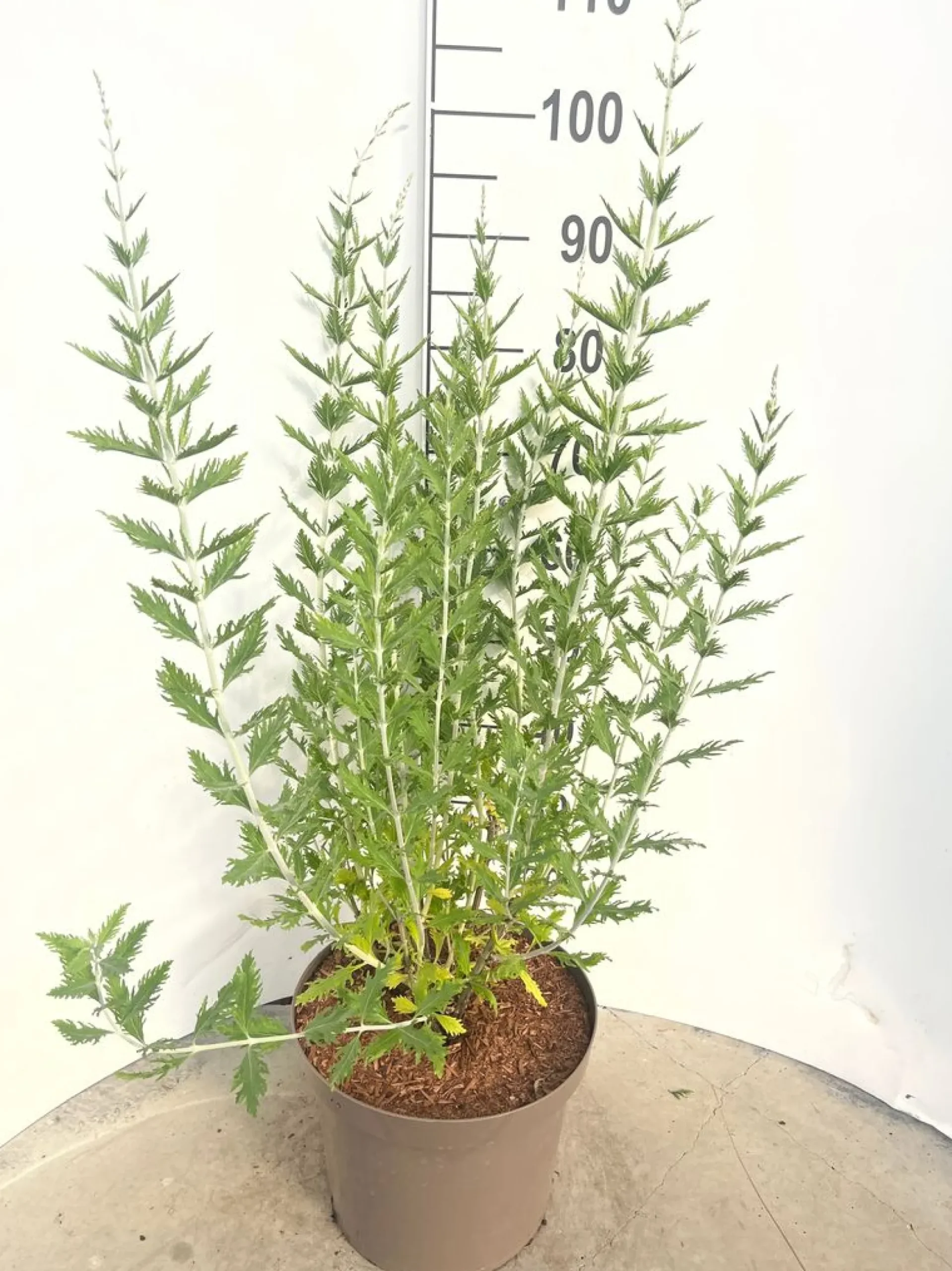 Perovskia Blue Spire ( Blauwspirea )