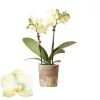 Phalaenopsis 2 tak mexico geel