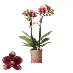 Phalaenopsis 2 tak spain rood/geel