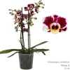Phalaenopsis cascade Tessa Easter 2 bloemstelen
