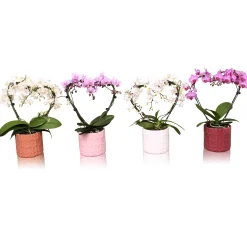 Phalaenopsis multiflora hexa